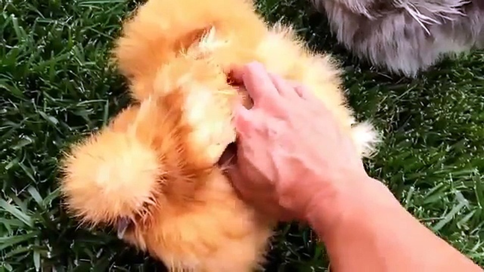 Silkie chicken funny videos - video Dailymotion