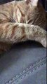 Cats just never fail to make us laugh - Funny cat compilation (4)
