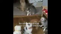 Funny Cats Compilation Most See Funny Cat Videos Ever -  Action family cats
