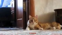 Cats just never fail to make us laugh - Funny cat compilation (1)