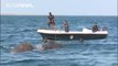 Sri Lankan navy saves two elephants washed out to sea