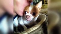 Funny Dog Vines ► Funny Dogs Compilation 2016 Try Not to Laugh! feat Funny Animals, Funniest Pets