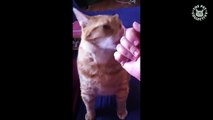 Cats never fail to make us laugh - Super funny animal compilation