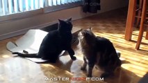 ★ ☆ ✮ ✯ Cats just never fail to make us laugh   Funny cat compilation ✯ ✮ ☆ ★