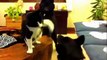 AFV Funny Cats and Dogs Fighting - Epic AFV Cats and Dog Fight TOP Videos Compilation