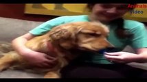Tiger Productions - Funniest And Cutest Golden Retriever Videos Compilation 2017 - Funny Dog Videos