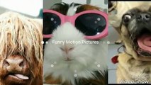 Cats Just Never Fail to Make us Laugh - Funny Cat Compilation #1