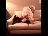 Adorable dog comfort his pal who's having a bad dream