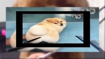 funny dog videos    Cute puppies  small dogs