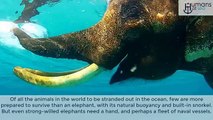 Heroic Operation Navy Rescued Drowning Elephant (1)