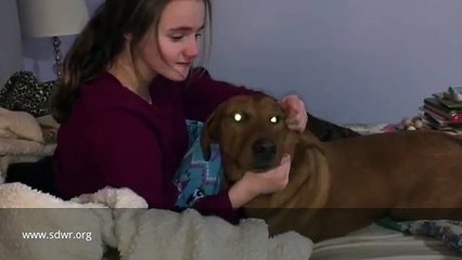 Autism Service Dog Helps With Meltdown