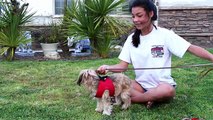 Small Dog Harness Vest - Best Dog Harness - Dog Harness for Small Dogs