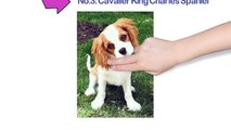 Top 10 Kid-Friendly Small Dogs  Best Dog Breeds for Children