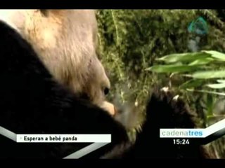 Se espera el nacimiento de un bebé panda, producto de la inseminación artificial