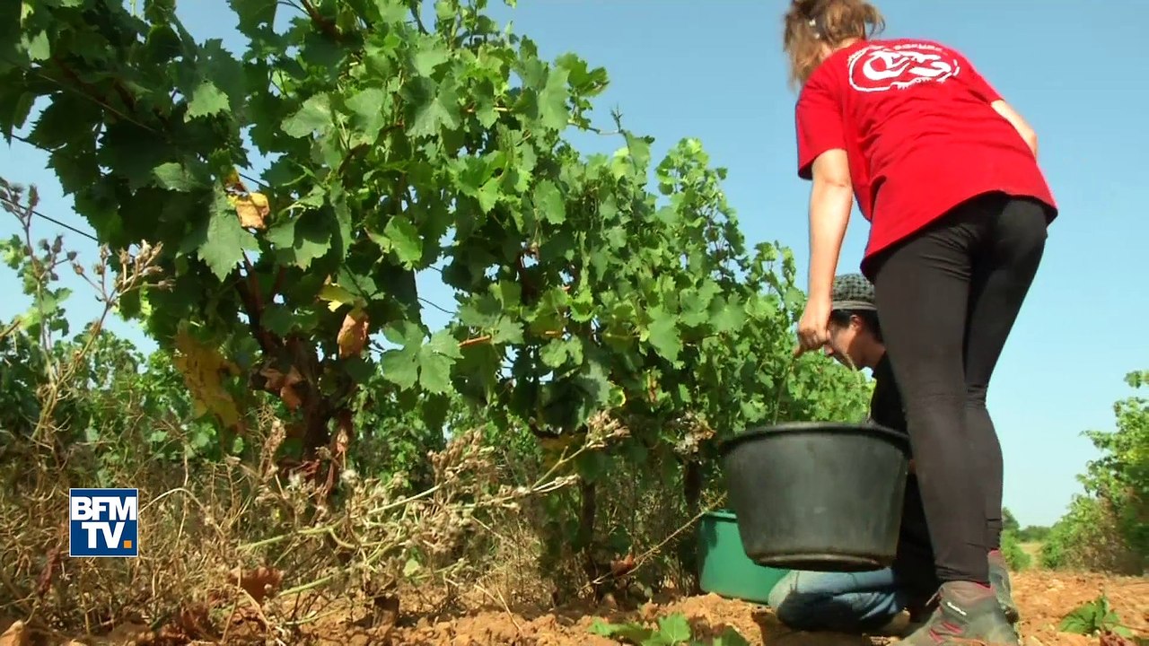 Avec la chaleur, les vendanges ont de l'avance