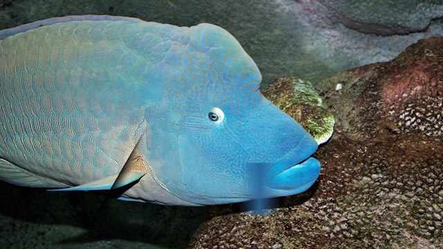 0813-8181-1950 | Harga Ikan Napoleon