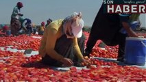 Siverek’te yılda 500 ton kurutulmuş domates üretiliyor |sonhaber.im