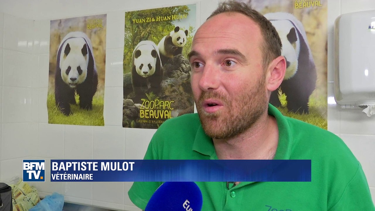 Plus que quelques heures avant l'accouchement du panda Huan Huan au zoo de Beauval