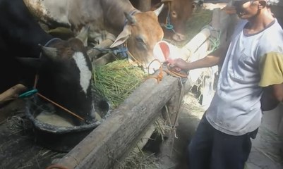 Kenaikan Harga Garam Berdampak pada Peternak Sapi