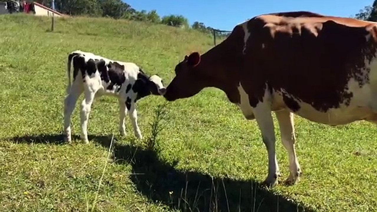 Une vache a perdu ses petits pendant qu’un veau perdait sa mère. Puis le destin les a réunis.
