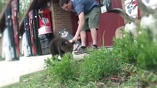 FUNNY BEARS 2017   Funny Bear Videos 2017 [Funny Pets]