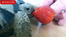 Turtle - une vidéo mignonne et drôle tortue. Compilation  Nouveau, HD