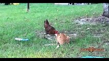 Funny Chickens Stealing Food From Cats and Dogs Compilation   YouTube