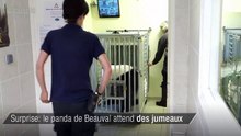 Surprise: le panda de Beauval attend des jumeaux