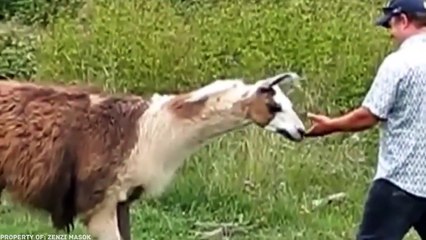 10 ANIMAIS FURIOSOS GRAVADOS EM VÍDEO