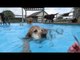 Buddy the Golden Retriever Learns how to Dive