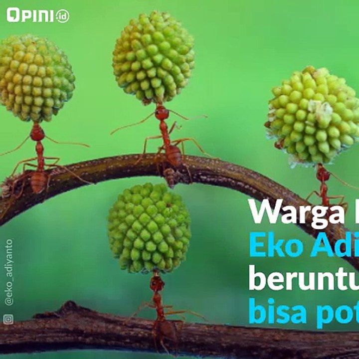 Tenaga Semut Luar Biasa