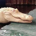 Ce crocodile est albinos.. complètement blanc !!