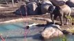 Ce bébé éléphant se bat contre une oie sauvage au zoo.. trop mignon