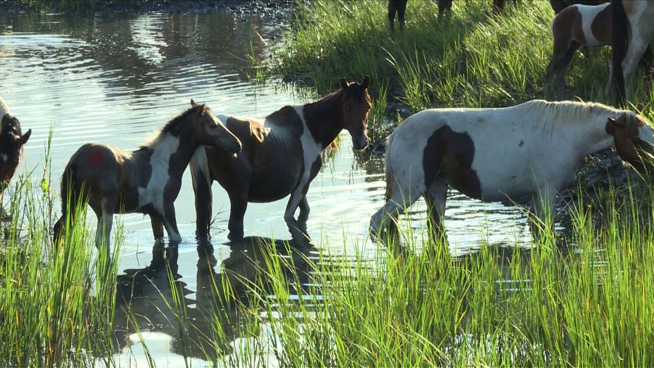 USA: La grande traversée des poneys sauvages de Chincoteague