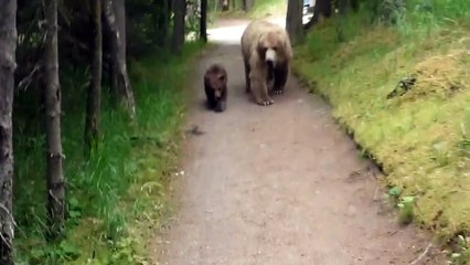 Un randonneur fait face à une maman grizzly et ses deux petits