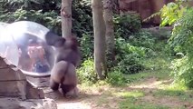 Zoo Animals Attacks ★ Zoo Animals Getting Angry! [Funny Pets]