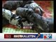 DOG GIVE BIRTH TO 13 PUPPIES in BANGALORE