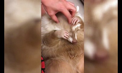 Albino Racoon Loves Head Massage