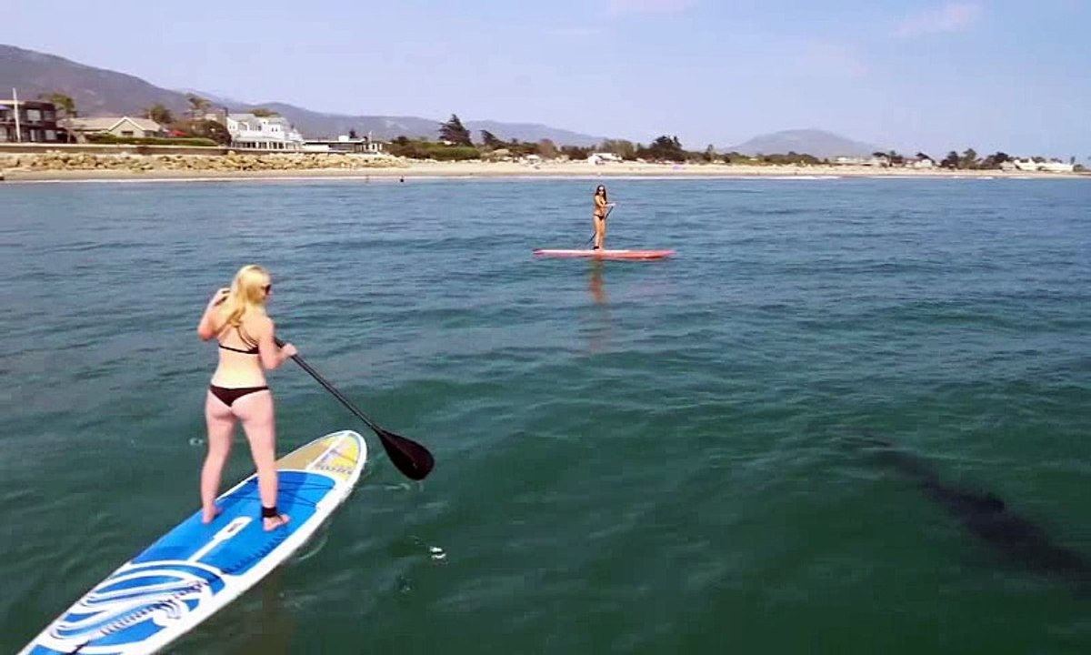 Sharks And Paddleboarders
