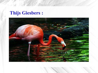 Janelle Dragoo-Photography of Natural Animals