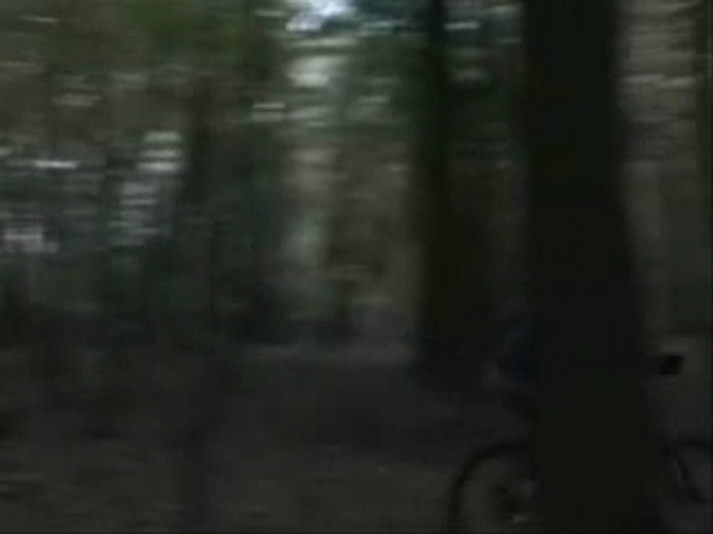 Freeride Forest