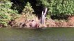 Mother moose rescues drowning calf