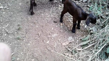 JED'S FARM : Le chevreau TI CABRIS mange des feuilles (EPISODE 10)