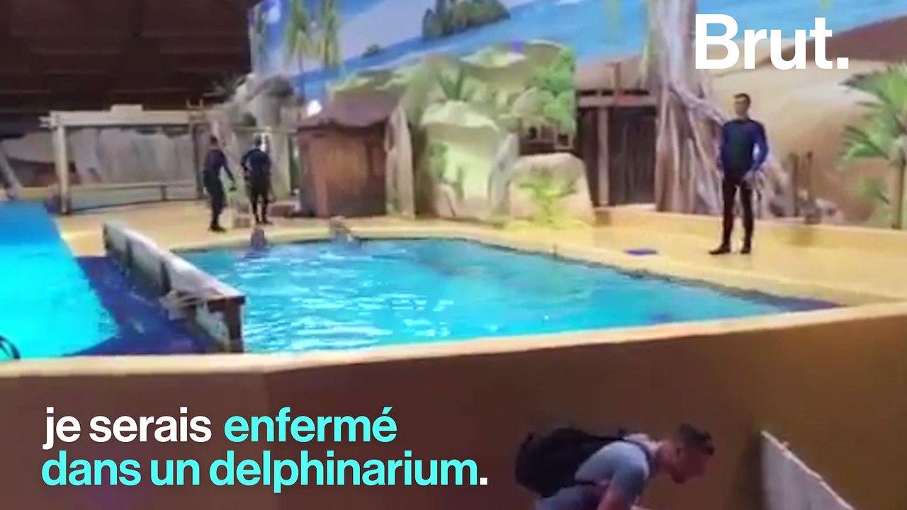 Si j'étais un dauphin dans l'un de ces pays...