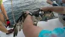 Boaters rescue osprey entangled in plastic bag