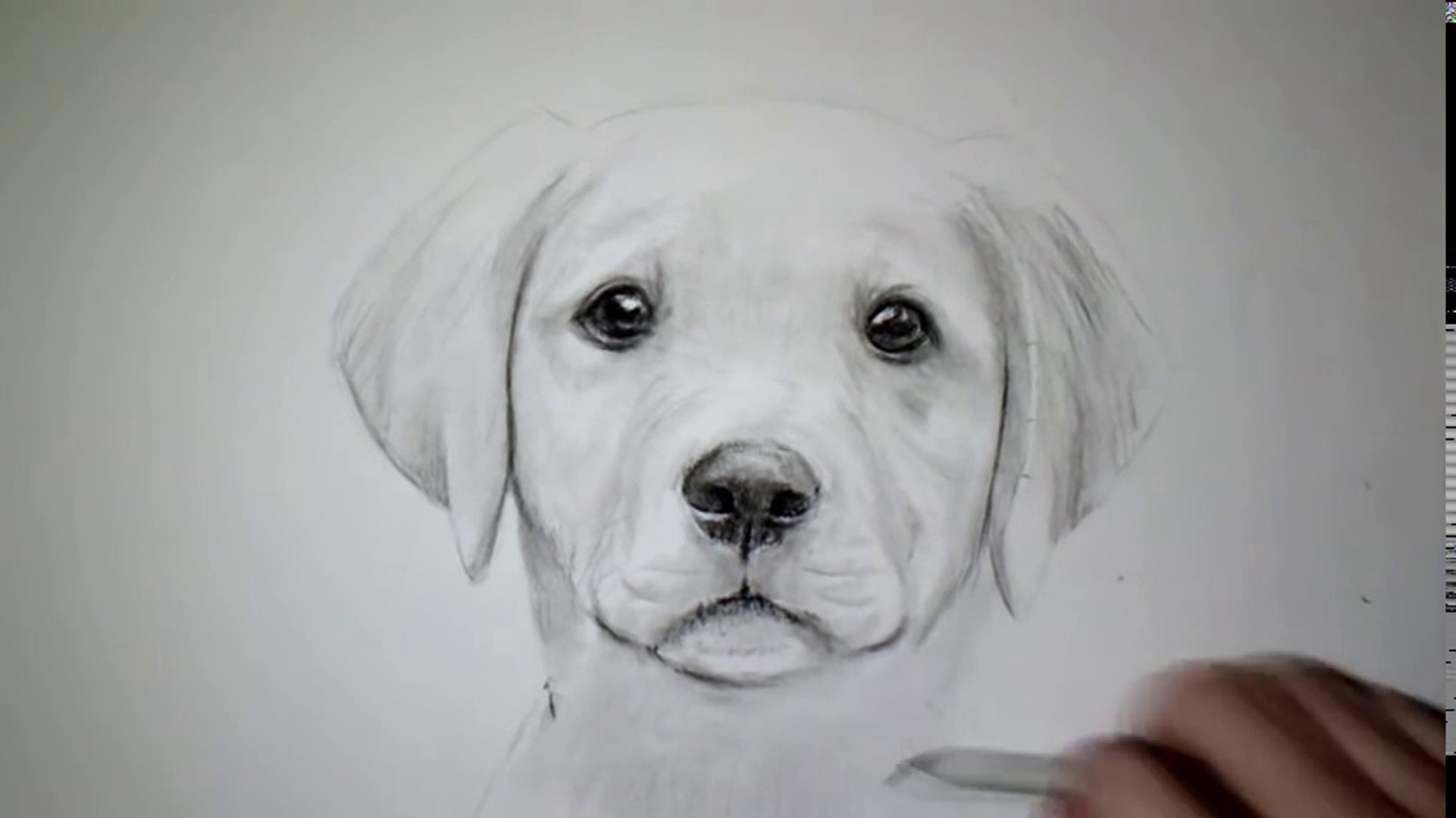 Comment Dessiner Un Chien Tutoriel