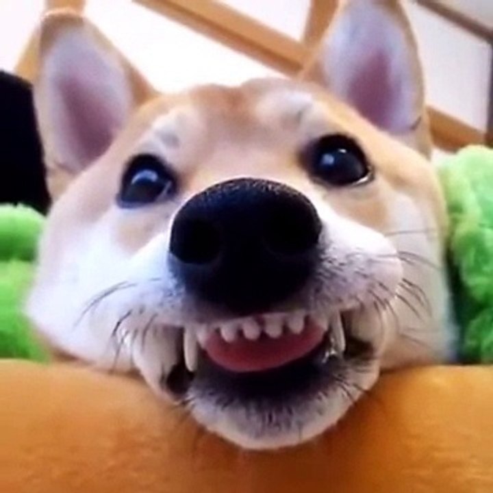 FUNNY ANIMAL VIDEO