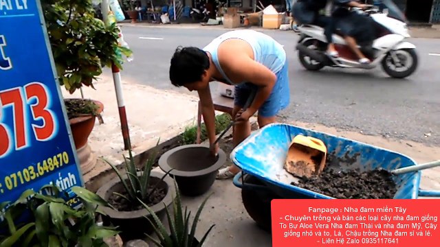 Cơ sở NHA ĐAM MIỀN TÂY Chuyển chậu nha đam nhỏ qua chậu nha đam bự