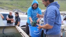 Opération d'alevinage  dans les lacs de montagne des Hautes-Pyrénées