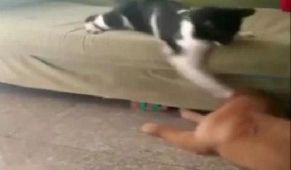 'Boksör kedi' köpeği böyle yumrukladı